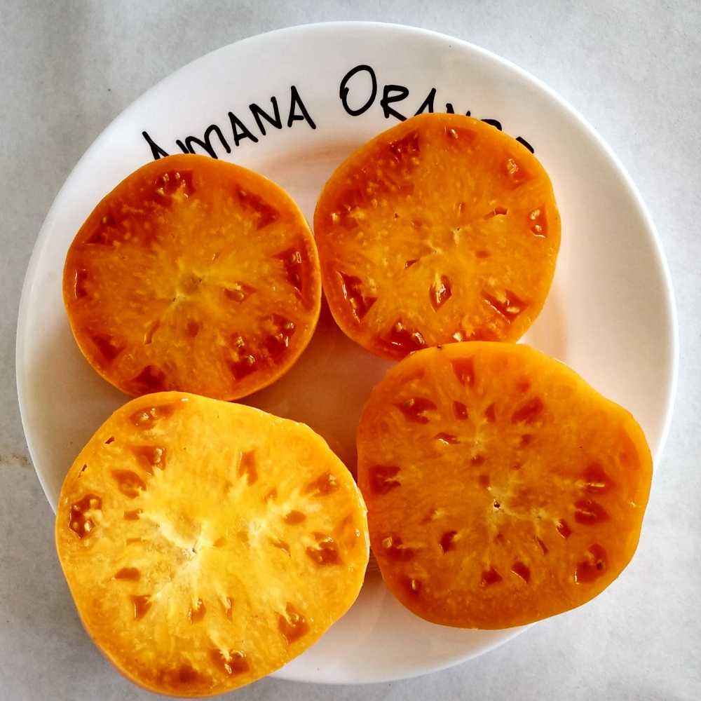 Томат амана оранж(amana orange): описание сорта, отзывы и фото