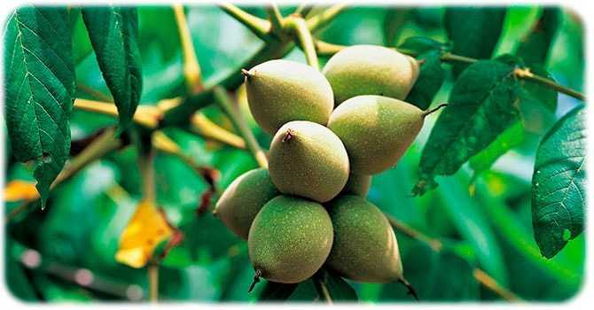 Орех маньчжурский: выращивание и уход, положительные свойства