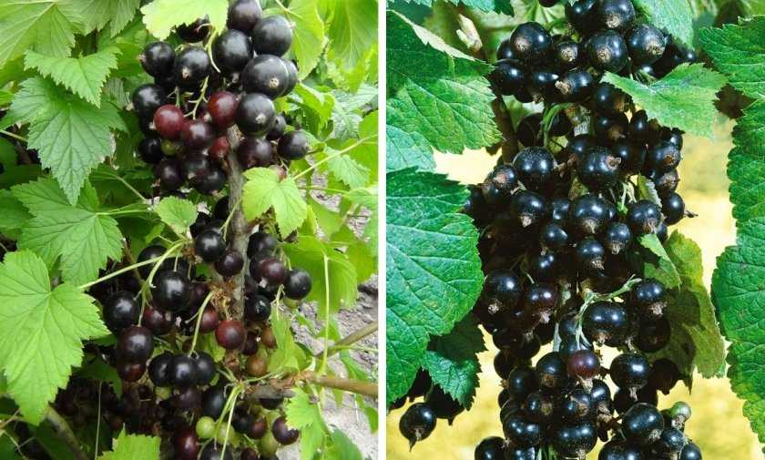 Как вырастить смородину: легко ли выращивать черную и красную ягоду на дачном участке, какой уход организовать за растениями и каков процесс агротехники
