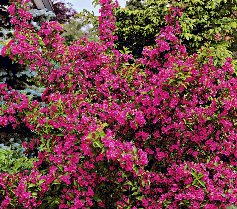 Вейгела (цветущая, бристоль руби, нана вариегата, розовая) : посадка и уход в открытом грунте