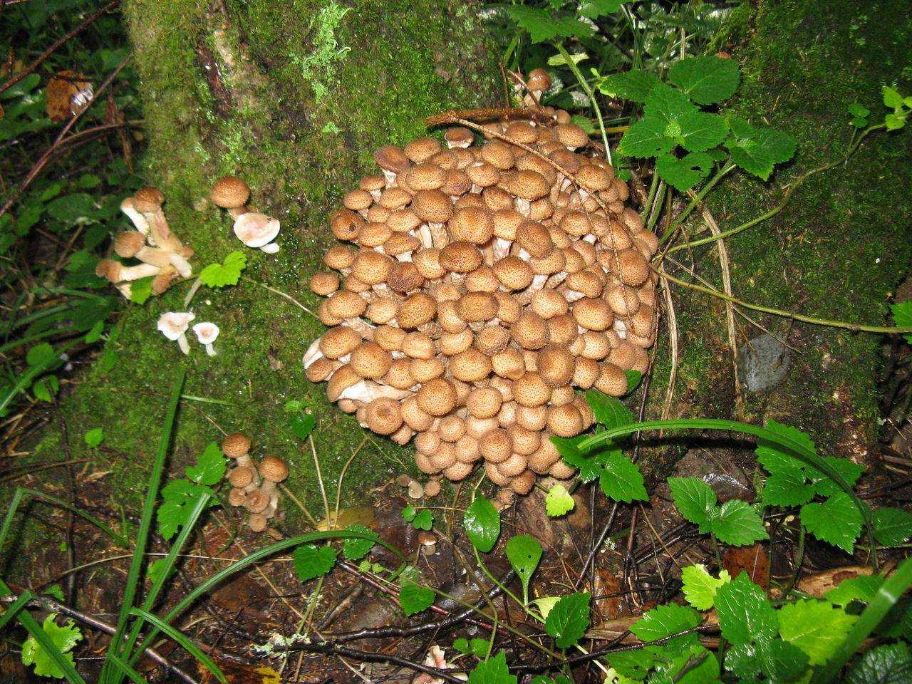Календарь грибника на 2021 год: благоприятные дни для сбора грибов, когда собирать