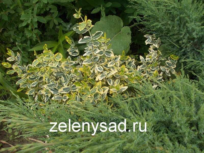 Вечнозеленый кустарник бересклет форчуна — популярные сорта, посадка и уход в открытом грунте
