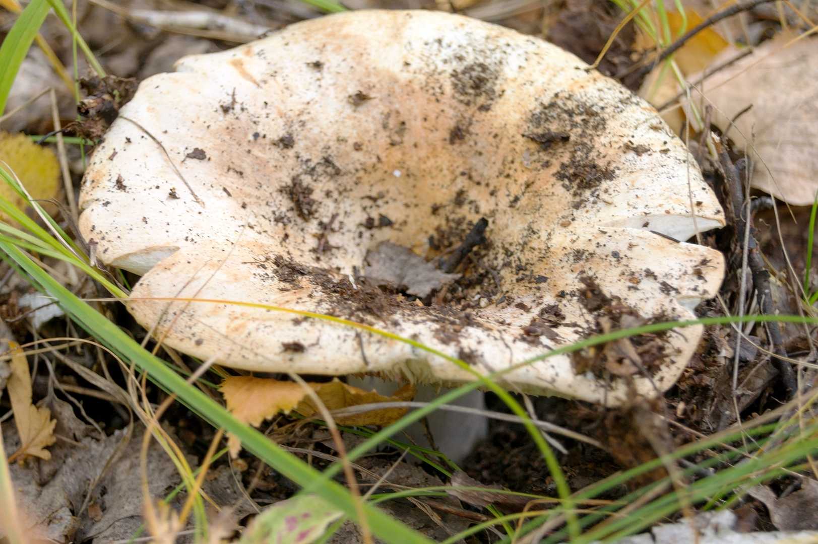 Белый гриб ложный и настоящий. как отличить настоящий белый гриб от ложного? | дачная жизнь