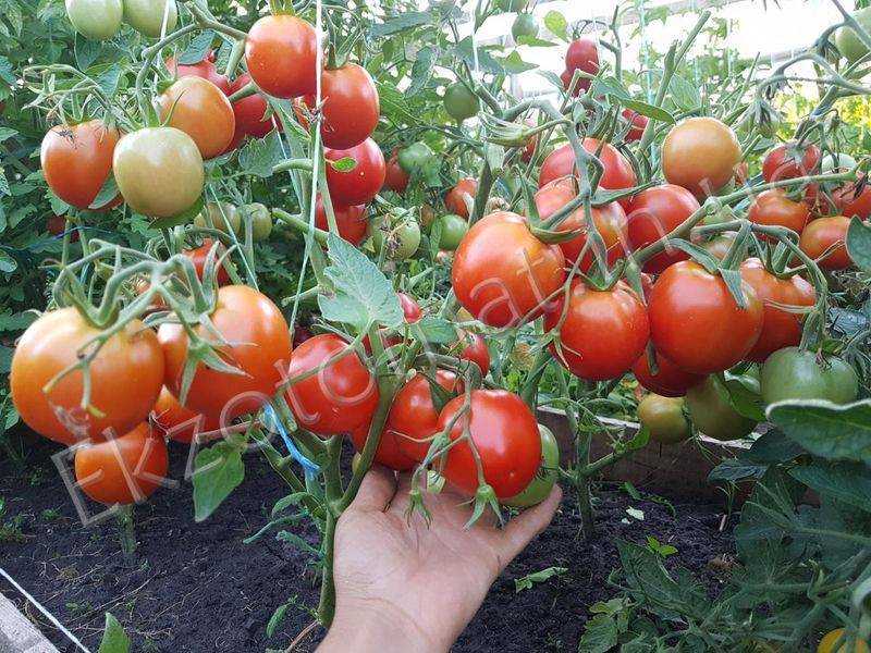 Описание и характеристики помидора ямал, особенности выращивания и отзывы о томате