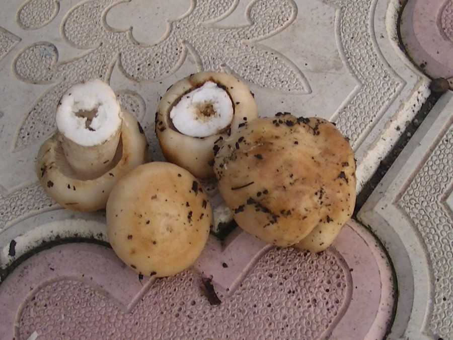 Черви в грибах опасны для человека: какой вид паразитов может вызывать заболевание