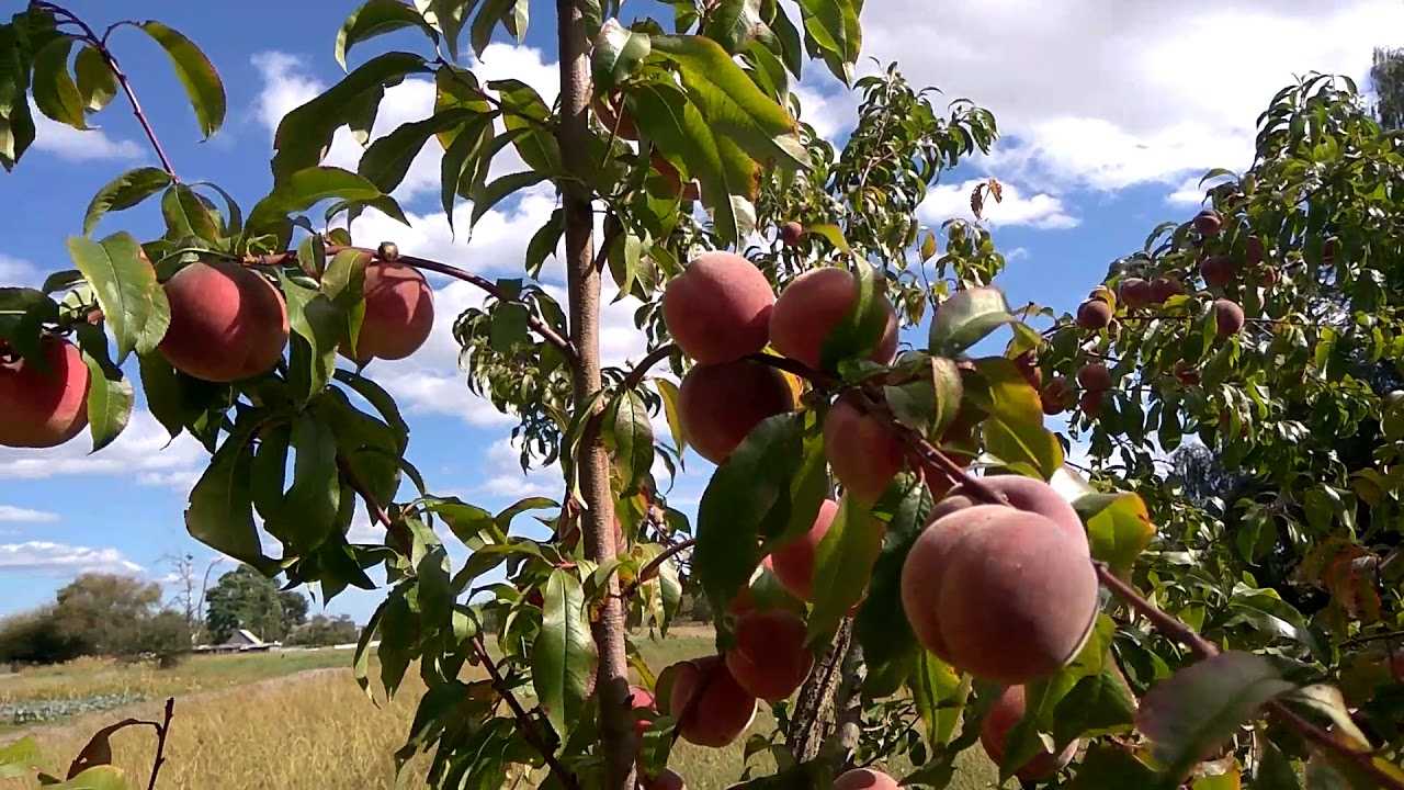 Выращивание абрикоса: все правила агротехники