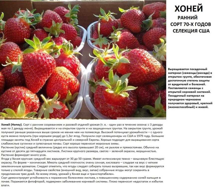 Клубника маршал: описание сорта, фото, отзывы, особенности выращивания :: syl.ru