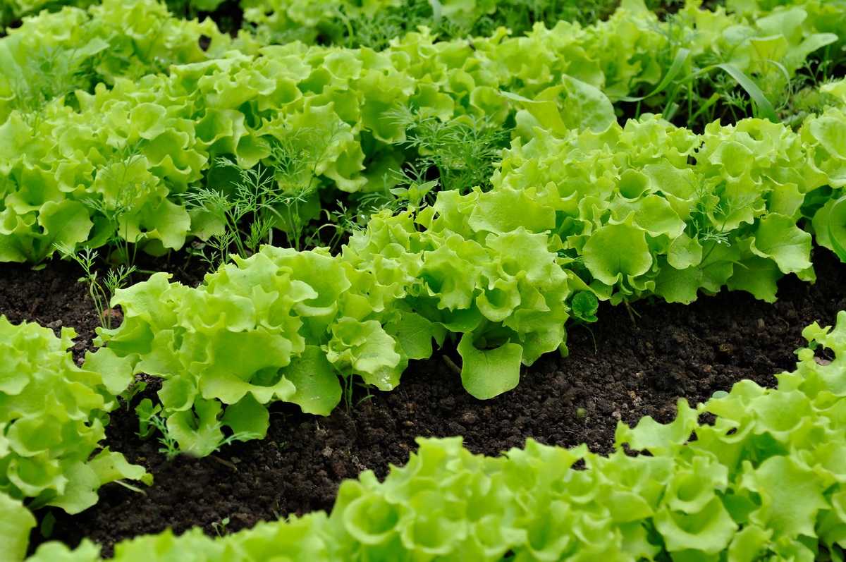 Как красиво посадить салат на грядке фото