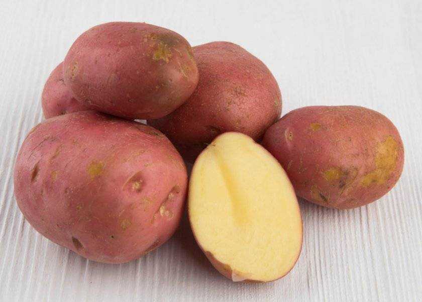Сорта картофеля название и фото