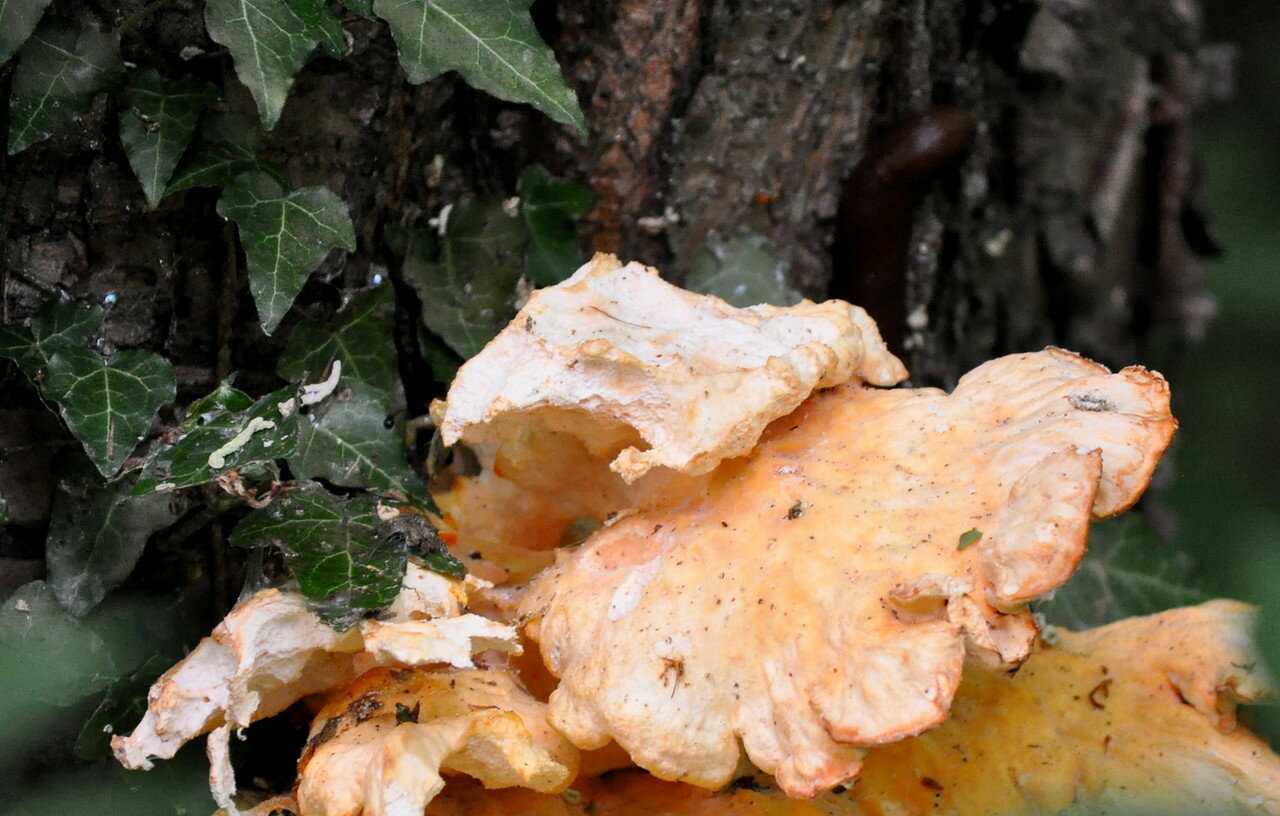 Тремелла брыжеечная -tremella mesenterica