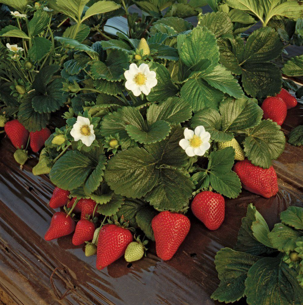 Клубника мара де буа: ароматные и вкусные ягоды весь сезон