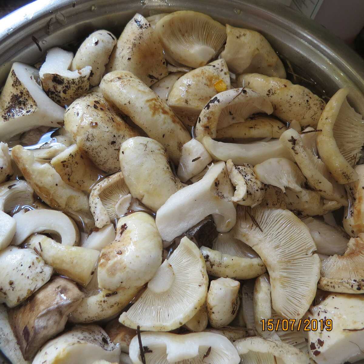 Можно ли готовить грибы. Вареные сыроежки. Сыроежка приготовление. Сыроежки грибы жареные. Сыроежки грибы приготовление.