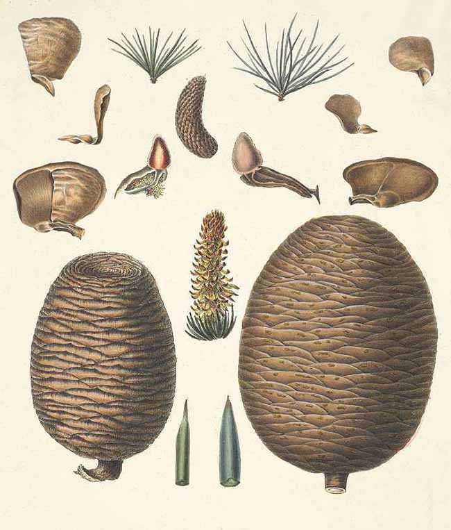 гималайский кедр семена