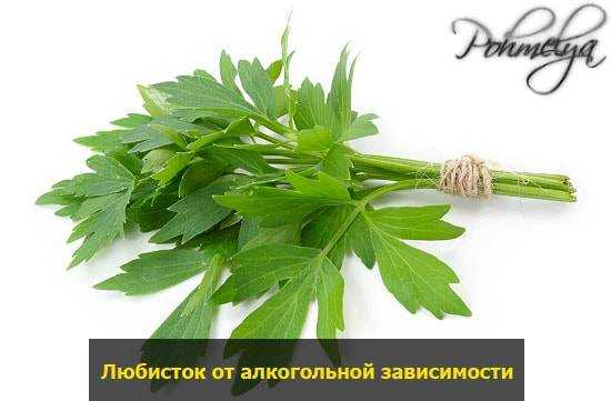 Любисток и сельдерей – это разные растения или одно и то же?