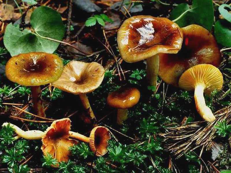Лечебные свойства гриба головача (дождевика гигантского)
