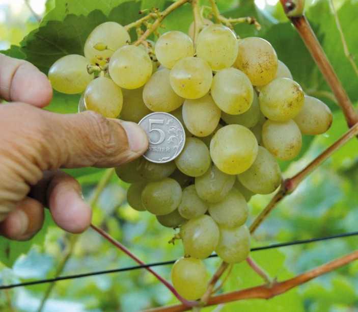 Амурский виноград «прорыв»: описание и правила ухода