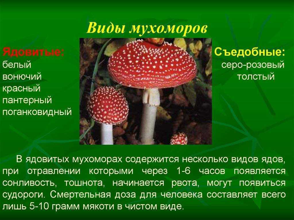 Съедобный гриб дождевик гигантский (головач): описание, где растет, свойства, фото