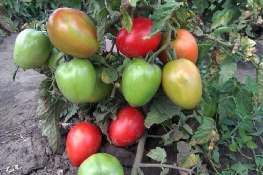 Томат боец (буян): описание и характеристика сорта, выращивание с фото
