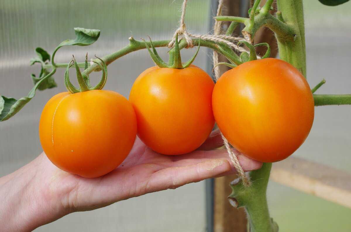 Похожие сорта томатов