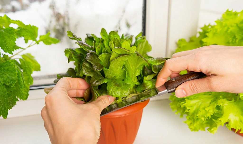 Выращивание салата подоконнике зимой: подробная инструкция