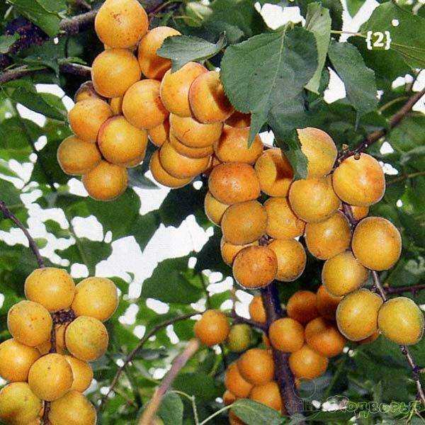 Лучшие сорта абрикосов для средней полосы россии с фото и описанием