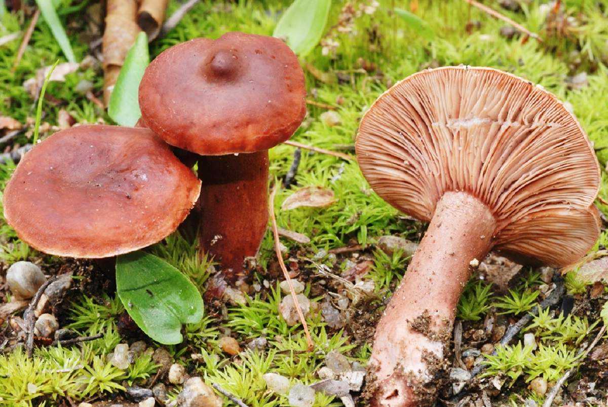Как готовить грибы поддубники :: syl.ru