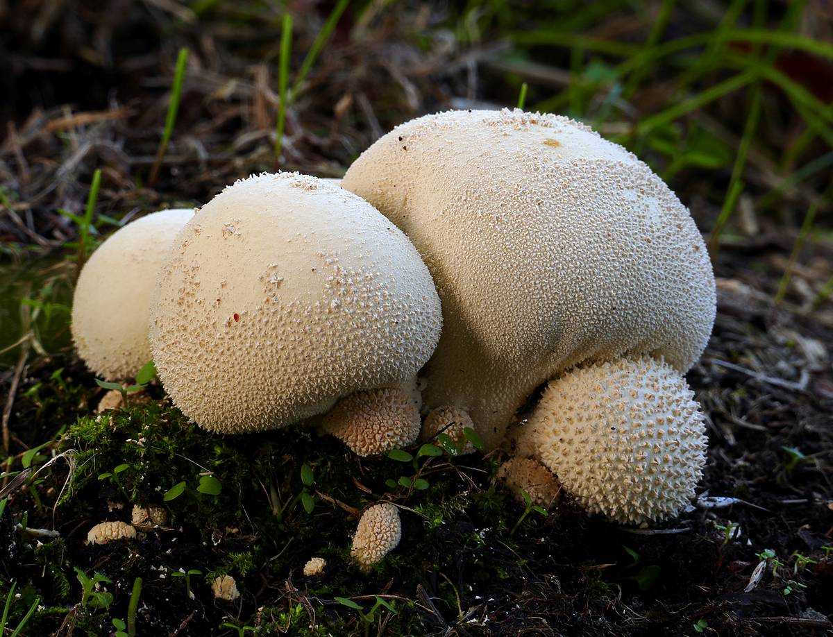 Грибы дождевик (Lycoperdon pyriforme)