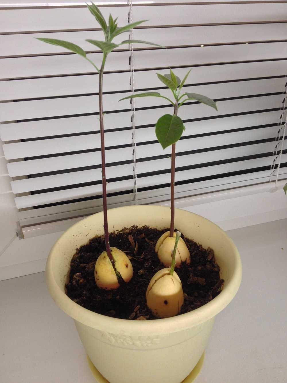 Посадка и выращивание авокадо от а до я