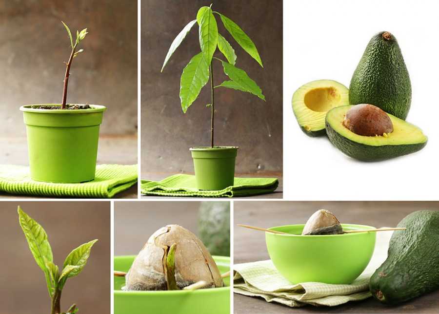 Как вырастить авокадо в домашних условиях и особенности плода
