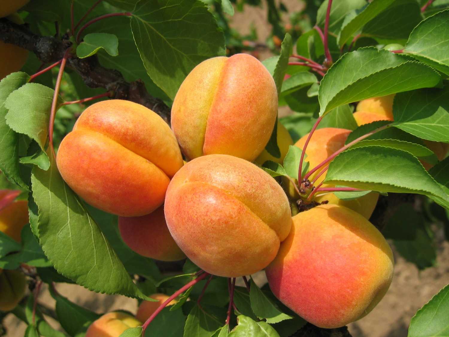 Сорта абрикоса для средней полосы россии, в том числе зимостойкие, самоплодные, низкорослые