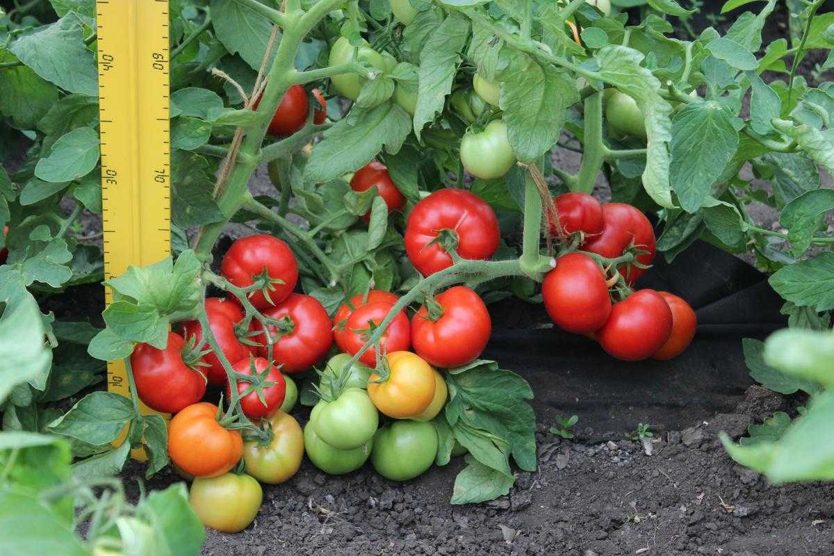 Экологически-чистый урожай на балконе с томатом аляска: описание сорта и советы по уходу
