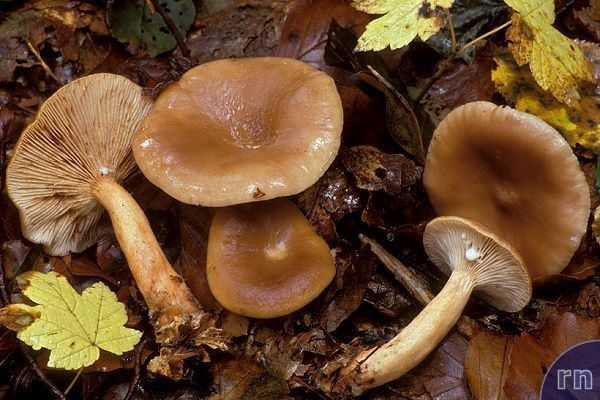 Соление и маринование грибов