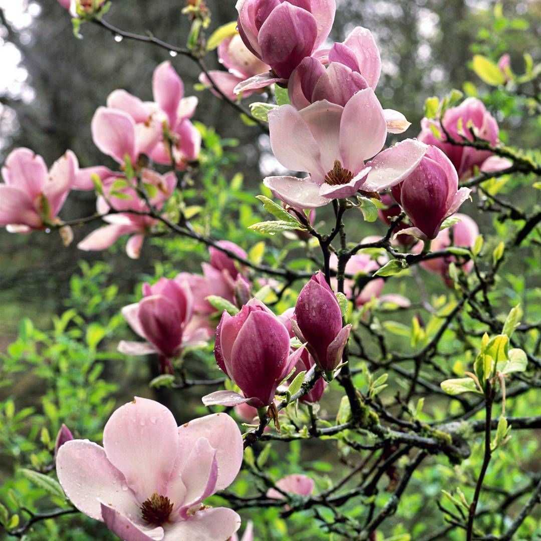 Магнолия (magnolia) суланжа, кобус: фото дерева, цветов, посадка, уход и выращивание из семян, черенками и отводками в домашних условиях
