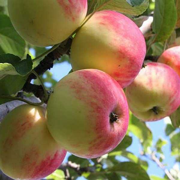 Описание сорта яблони солнцедар: фото яблок, важные характеристики, урожайность с дерева