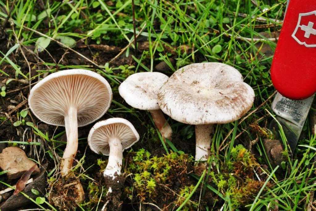 Говорушка дымчатая - описание, где растет, ядовитость гриба