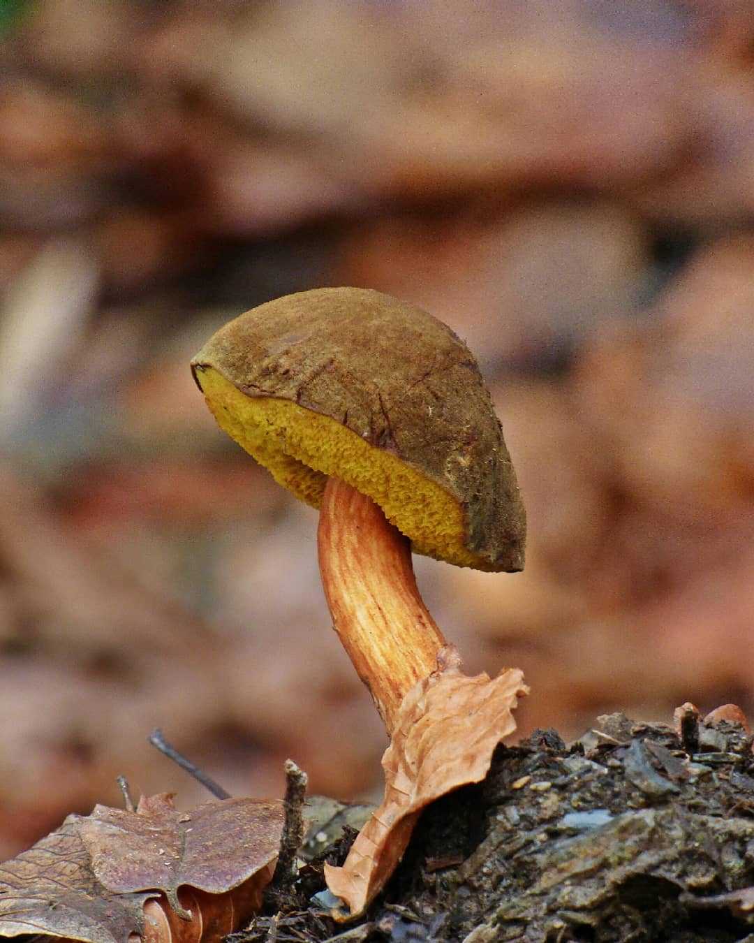 Подореховик гриб фото и описание