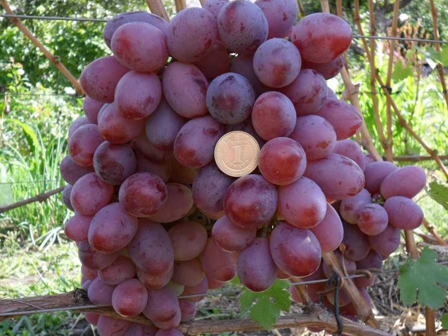 Формирование куста винограда для большого урожая