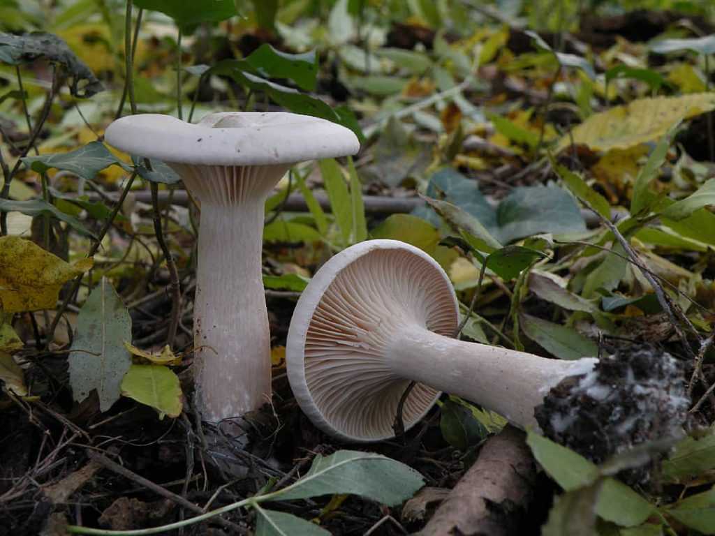 Говорушка подогнутая: где растет, подробное описание и фото Можно ли есть гриб, его вкусовые качества, польза и вред для организма