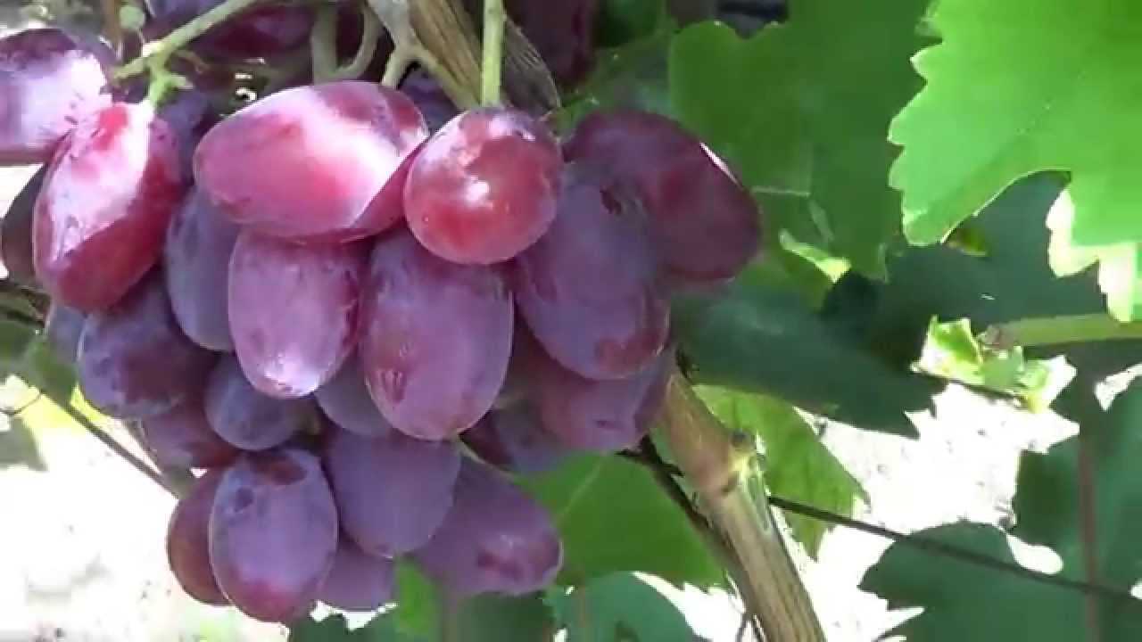 Как правильно формировать виноград - самая простая схема по годам, как сформировать куст на второй год
