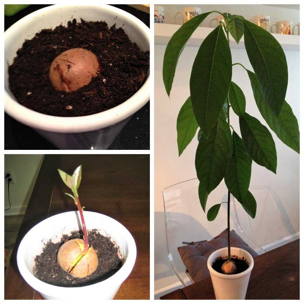 Авокадо: полезные свойства и выращивание в домашних условиях