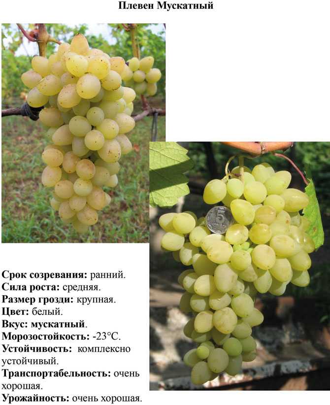 Сорт винограда амурский прорыв, один описание и отзывы