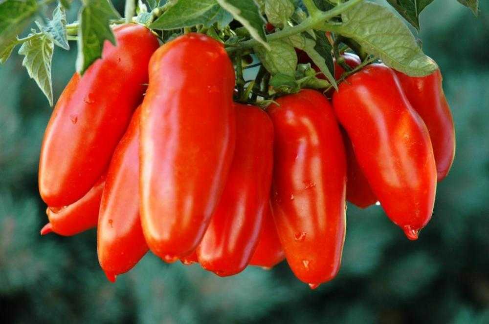 Перцевидный томат: описание сорта, фото, отзывы, урожайность