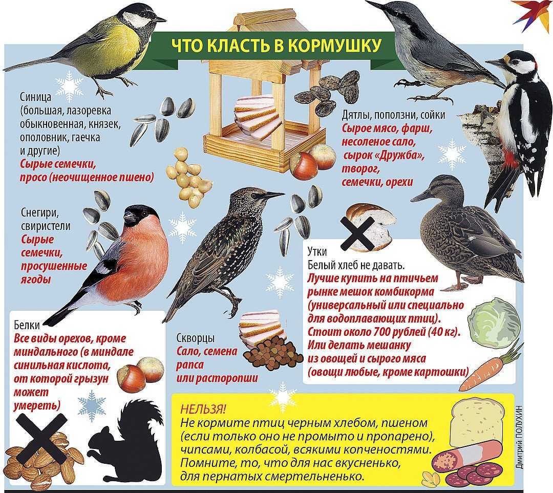 Чем кормить зимующих птиц