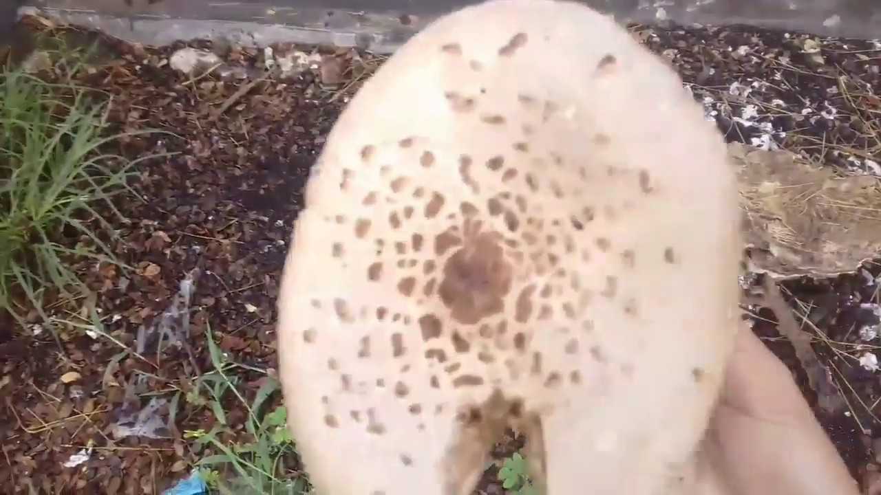 Можно ли есть грибы с червями