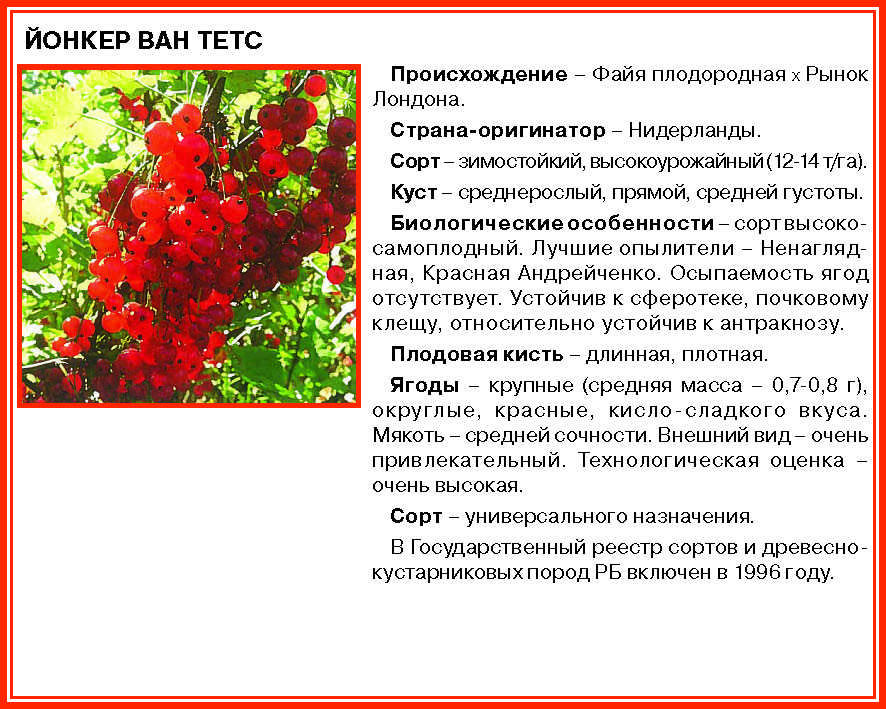 Смородина красная ранняя сладкая: описание сорта, фото, отзывы