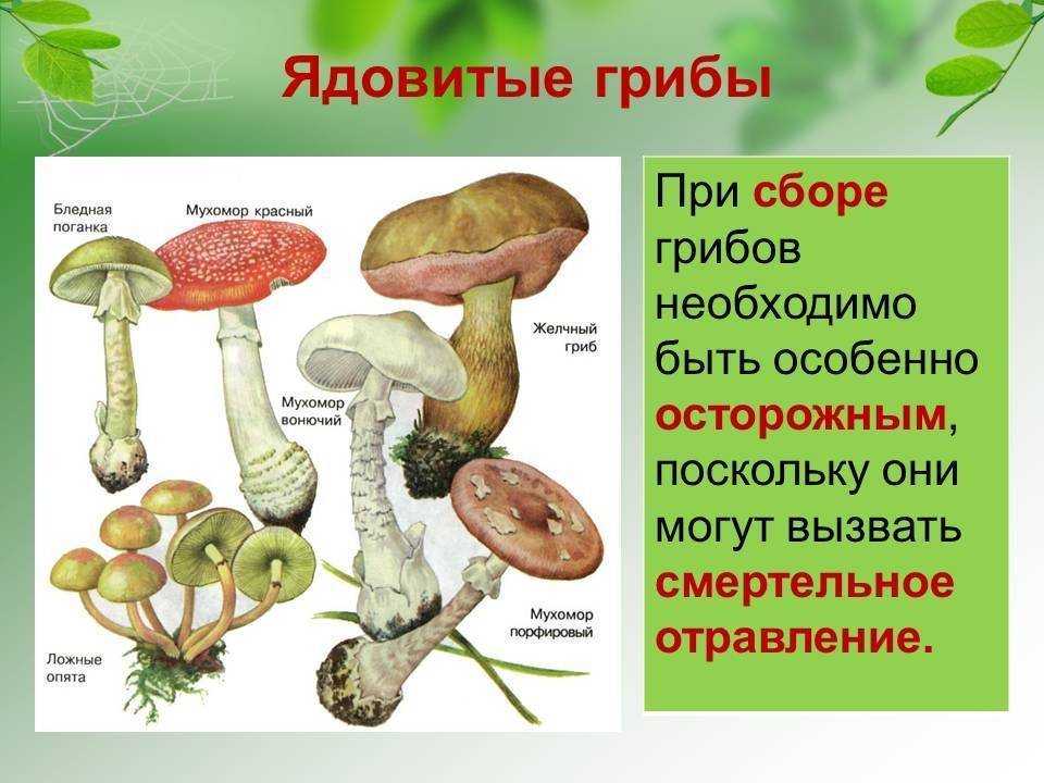 Описание грибов гигрофор: съедобные поздние и ранние разновидности