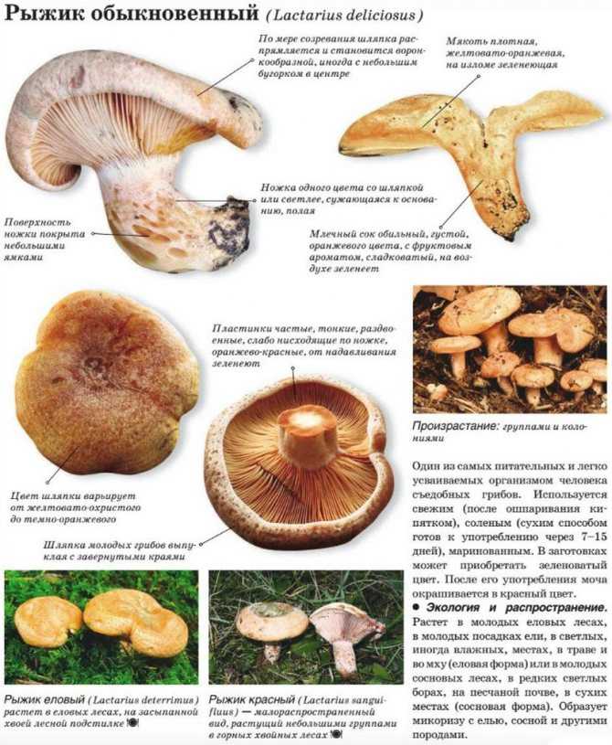 Разница между грибами рыжиками и волнушками По внешнему виду, размерам, цвету мякоти, вкусу, полезным свойствам Где встречаются рыжики и волнушки, как нужно их обрабатывать и готовить
