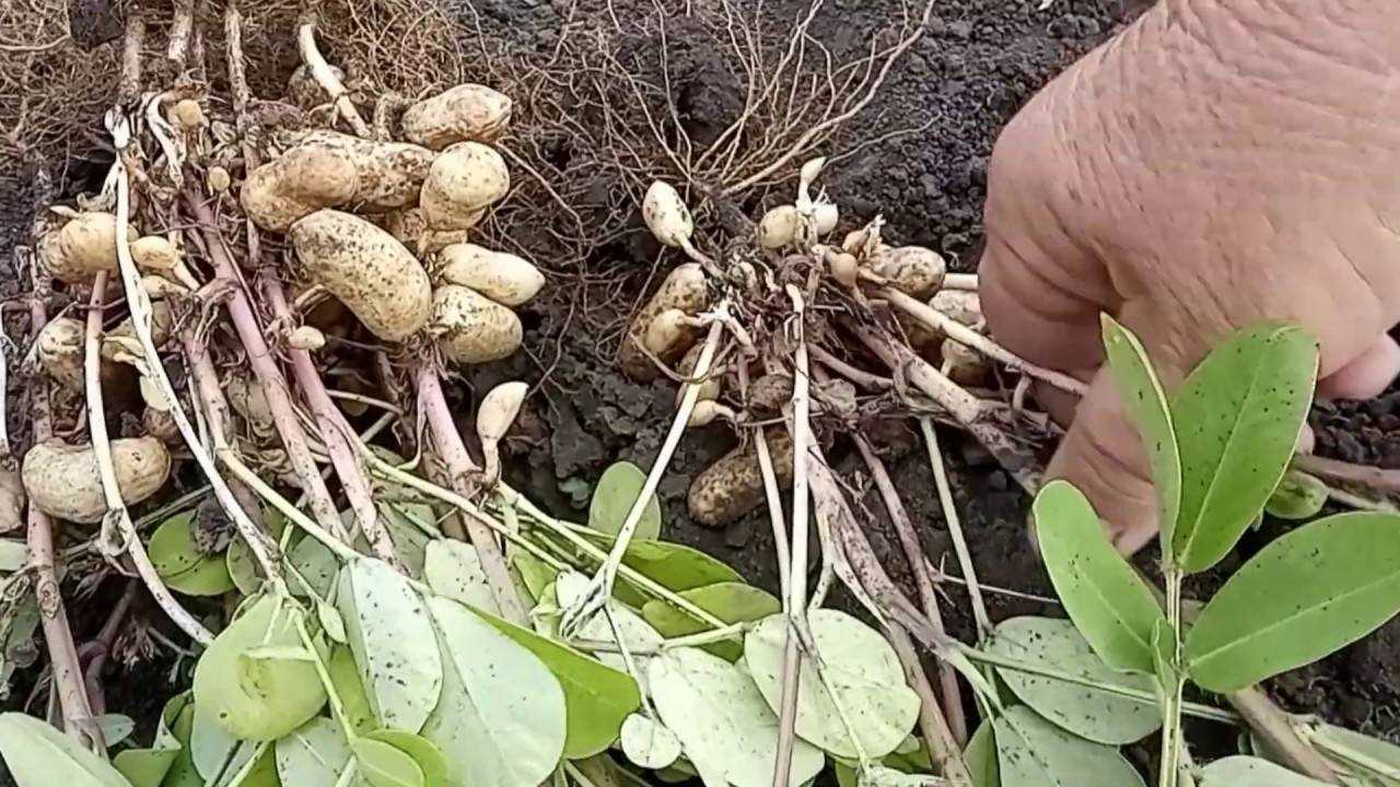 Выращивание арахиса в разных регионах: технология, выбор места, подготовка грунта и посадочного материала, уход, болезни и вредители, сбор урожая