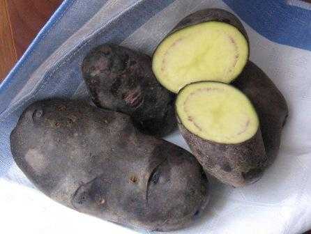 Особенности выращивания картофеля: подготовка и посадка. как посадить картофель? фото — ботаничка