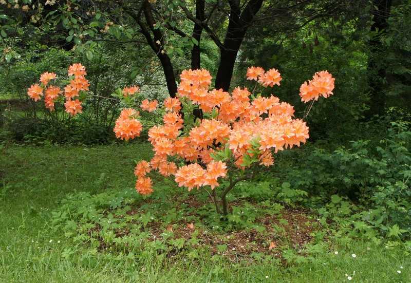 Цветок "рододендрон": виды с фото, посадка и уход